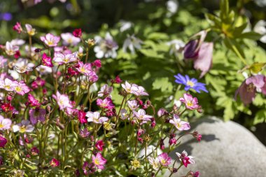 Saksafraganın kırmızı bahar çiçekleri Kaya bahçesinde çiçek açıyor, kapatın