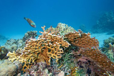 Tropikal denizin dibindeki renkli mercan resifi, sarı ateş mercanı ve papağan balığı, sualtı manzarası.
