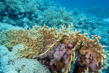 Tropikal denizin dibindeki renkli mercan resifi, sarı ateş mercanı, sualtı manzarası.