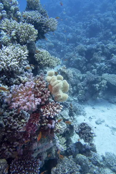 Colorful, picturesque coral reef at bottom of tropical sea, hard corals and yellow sarcophyton leather coral, underwater landscape