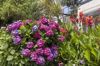 Mor çiçekli ortanca çalısı ve bahçede açan Canna 'nın kırmızı çiçekleri, yakın.