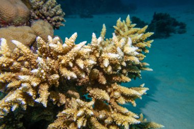 Tropikal denizin kumlu tabanında Acropora mercanı (Scleractinia) bulunan mercan resifi, sualtı manzarası