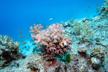 Colorful, picturesque coral reef at the bottom of tropical sea, Cauliflower Coral, underwater landscape clipart
