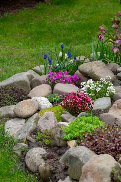 Beautiful Colorful Spring Rock Garden Blooming Flowers Royalty Free Stock Images