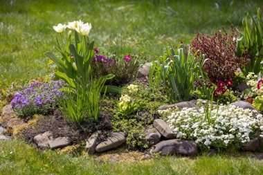 Kaya bahçesinde açan bahar rengarenk çiçeklerinin kompozisyonu, yakın çekim
