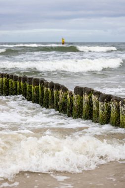 Wooden breakwater with Green algae in foaming water of Baltic Sea, Miedzyzdroje, Wolin Island, Poland clipart