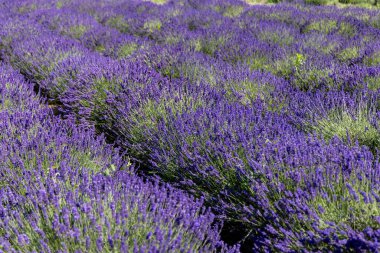 Çiçek açan lavanta çiçekleri, doğanın güzelliği.