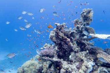 Tropikal denizin dibindeki renkli mercan resifleri, sert mercanlar ve balıklar, Anthias, sualtı manzarası.