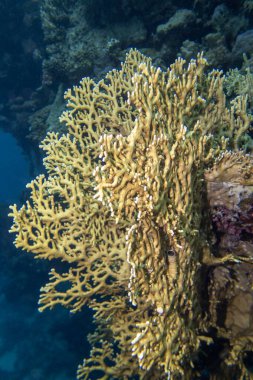 Tropikal denizin dibindeki renkli mercan resifi, sarı ateş mercanı, sualtı manzarası.