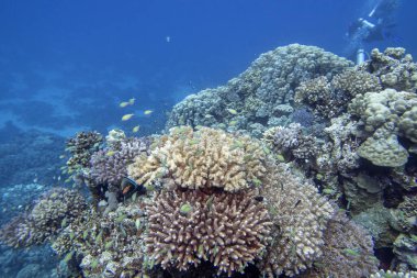 Tropikal denizin dibindeki renkli mercan resifleri, sert mercanlar ve balıklar Chromis, sualtı manzarası.