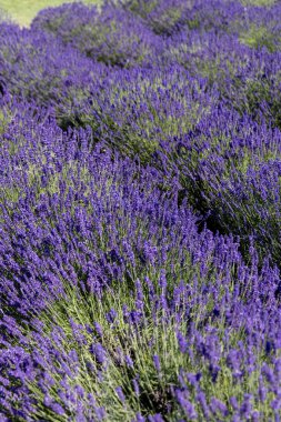 Çiçek açan lavanta çiçekleri, doğanın güzelliği.