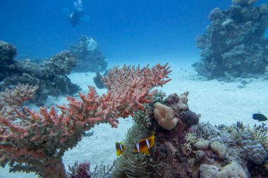 Tropikal denizin dibindeki renkli, pitoresk mercan resifi, sert mercanlarla kaplı kumlu taban, sualtı manzarası