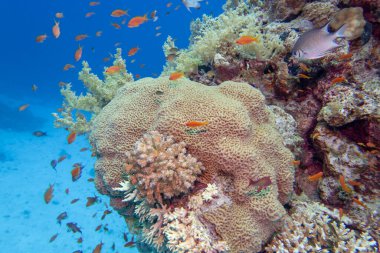 Tropikal denizin dibindeki renkli mercan resifleri, sert mercanlar ve balıklar, Anthias, sualtı manzarası.