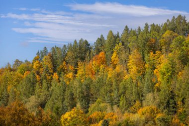 Pieniny Dağları 'ndaki sonbahar manzarası, ağaçlardaki renkli yapraklar, Szczawnica, Polonya. Altın sonbahar cila zamanı.