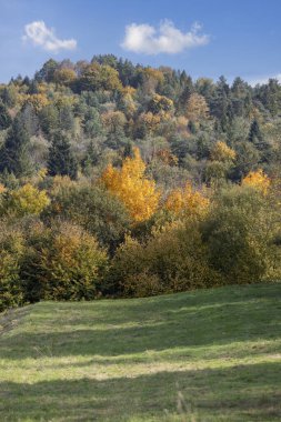 Pieniny Dağları 'ndaki sonbahar manzarası, ağaçlardaki renkli yapraklar, Szczawnica, Polonya. Altın sonbahar cila zamanı.