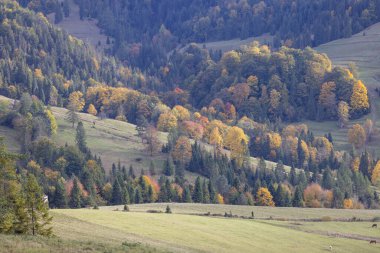 Pieniny Dağları 'ndaki sonbahar manzarası, ağaçlardaki renkli yapraklar, Szczawnica, Polonya. Altın sonbahar cila zamanı.