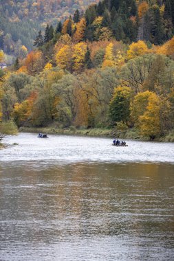 Szczawnica, Polonya - 13 Ekim 2024: Dunajec nehrinde rafting, ahşap sal gezisi, Pieniny Dağları 'ndaki Dunajec Nehri Boğazı, kıyılarda renkli ağaçlar