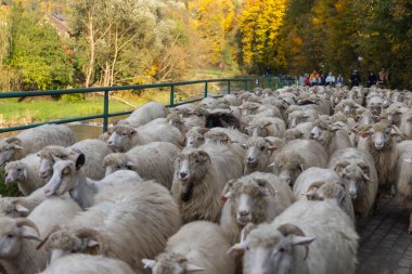 Szczawnica, Poland - October 11, 2024: Autumn trailing of the Sheep (redyk), return of shepherds with flocks of sheep from grazing on mountain pastures in Pieniny.  clipart