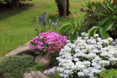 Renkli bahar kayaları bahçesi, renkli çiçeklerle bezenmiş resim gibi kompozisyon.