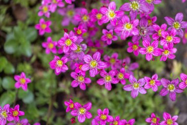 Beautiful spring flowers of Saxifraga x arendsii blooming in the garden, close up clipart