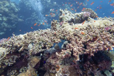 Tropikal denizin dibindeki renkli mercan resifi, parmak mercanı ve balık anthias, sualtı manzarası.