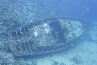 Mercan kayalıklarıyla kaplı eski bir tekne enkazı Marsa Alam yakınlarındaki Kızıldeniz 'in dibinde yatıyordu.