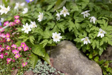 Anemone virginiana ve Saxifraga x arendsii 'nin bahar çiçekleri bir kaya bahçesinde çiçek açıyor.