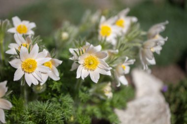 Beyaz bahar Paskalya çiçekleri (Pulsatilla patens) grubu Alp bahçesinde çiçek açıyor, yakın çekim
