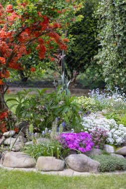 Renkli bahar kayaları bahçesi, renkli çiçeklerle bezenmiş resim gibi kompozisyon.