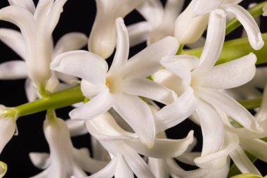 Delicate spring flower of white Hyacinth isolated on black  background, close up