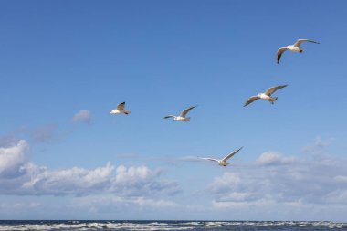Baltık Denizi 'nin sularında uçan bir grup martı mavi gökyüzünün arka planında, Miedzyzdroje, Polonya