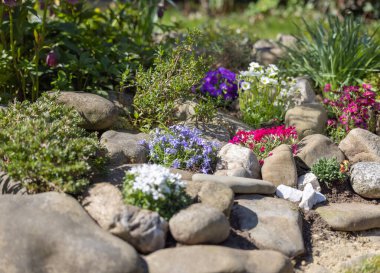 Güzel bir ilkbahar kayalık bahçesi, taşlardan oluşan bir kompozisyon ve çeşitli renkli çiçekler.