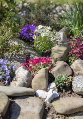 Güzel bir ilkbahar kayalık bahçesi, taşlardan oluşan bir kompozisyon ve çeşitli renkli çiçekler.