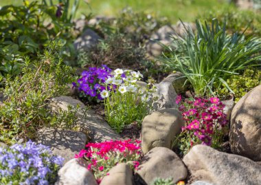 Güzel bir ilkbahar kayalık bahçesi, taşlardan oluşan bir kompozisyon ve çeşitli renkli çiçekler.