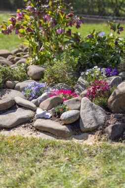 Güzel bir ilkbahar kayalık bahçesi, taşlardan oluşan bir kompozisyon ve çeşitli renkli çiçekler.