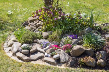 Güzel bir ilkbahar kayalık bahçesi, taşlardan oluşan bir kompozisyon ve çeşitli renkli çiçekler.