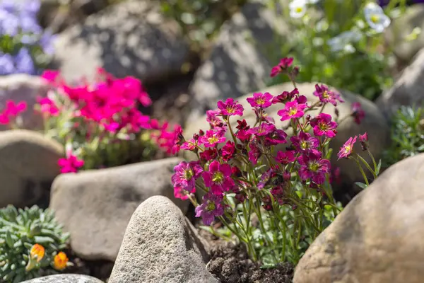Güzel bir ilkbahar kayalık bahçesi, taşlardan oluşmuş bir kompozisyon, kırmızı Saksafon ve diğer renkli çiçekler.