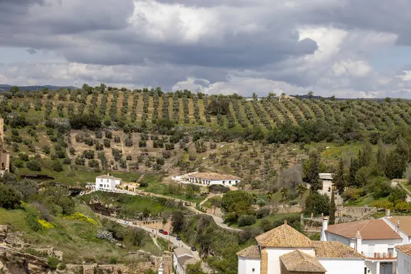 Setenil de las Bodegas, İspanya, Endülüs - 2 Nisan 2025: Zeytin koruluğuyla çevrili küçük beyaz köy, ünlü uçurum kenti