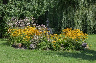 Güzel renkli yaz bahçesi, Rudbeckia çiçekleri ve Japon şakayığı, doğal manzara.