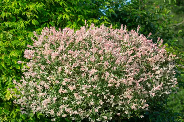 Japon söğüt ağacı salyası Hakuro-nishiki, dekoratif bahçe için pitoresk yeşillik, kapat