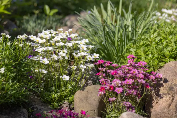 Çiçekler açan renkli bahar kayaları bahçesi ve dekoratif taşlar, doğal bahçe ve manzara tasarımı için canlı çiçek manzarası.