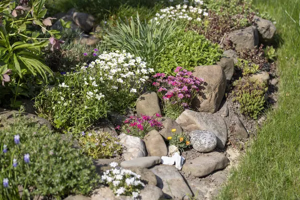 Çiçekler açan renkli bahar kayaları bahçesi ve dekoratif taşlar, doğal bahçe ve manzara tasarımı için canlı çiçek manzarası.