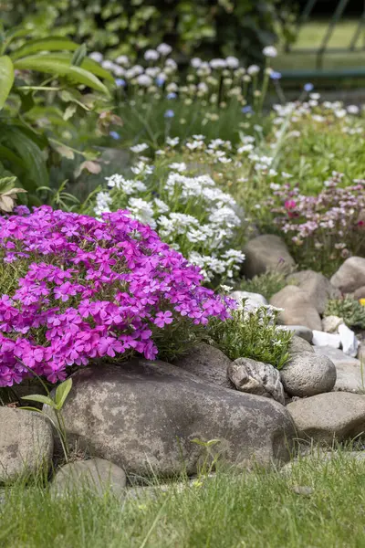 Güzel bir bahar kayası bahçesi, taşlardan oluşmuş bir kompozisyon ve çeşitli renkli çiçekler, pembe bir demet fenks.