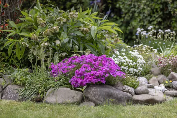 Güzel bir bahar kayası bahçesi, taşlardan oluşmuş bir kompozisyon ve çeşitli renkli çiçekler, pembe bir demet fenks.
