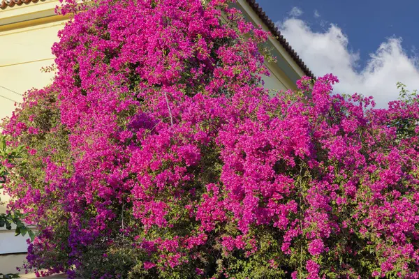 Kocaman bir begonvil çalısı, mor çiçeklerle süslenmiş süs bitkisi. Bu egzotik bitki tipik Akdeniz ülkelerinde bulunur.