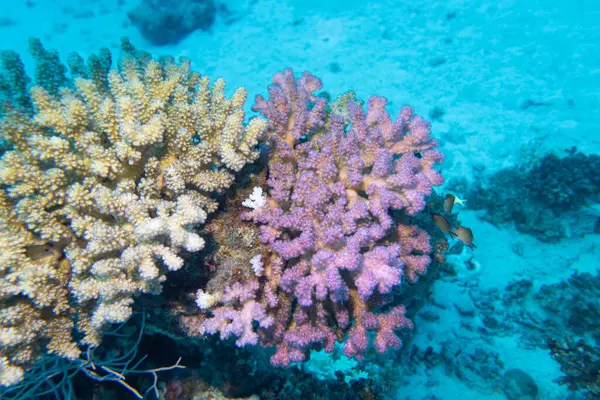 Tropikal denizin dibindeki renkli mercan resifleri, sert mercanlar, sualtı manzaraları.