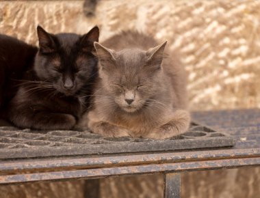 Kızıl bir kedi ve siyah bir kedi, şehrin göbeğinde, huzur ve sessizlik içinde yan yana uyurlar.