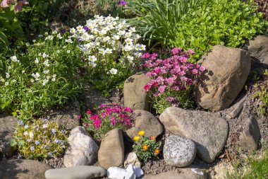 Çiçekler açan renkli bahar kayaları bahçesi ve dekoratif taşlar, doğal bahçe ve manzara tasarımı için canlı çiçek manzarası.
