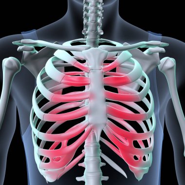 İnsan Ayağı Anatomisi. 3 Boyutlu Resimler