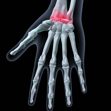 İnsan Ayağı Anatomisi. 3 Boyutlu Resimler